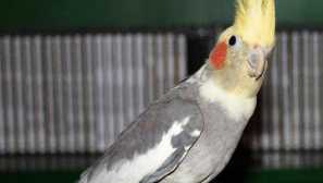 Как да научим папагала корела: обучителни функции